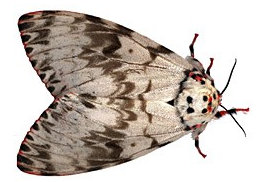 Gypsy Moth